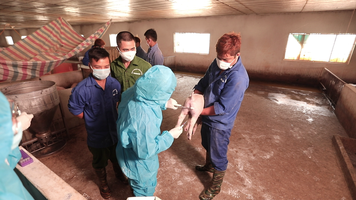 Thử nghiệm tiêm vaccine dịch tả lợn châu Phi của Dabaco cho tín hiệu tốt - 1