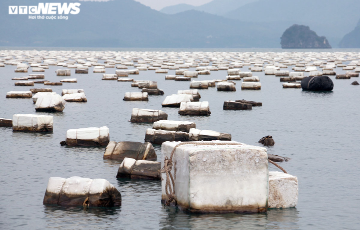 Ảnh: Rác thải đại dương trôi dạt khắp nơi trên vịnh Bái Tử Long, Quảng Ninh - 17