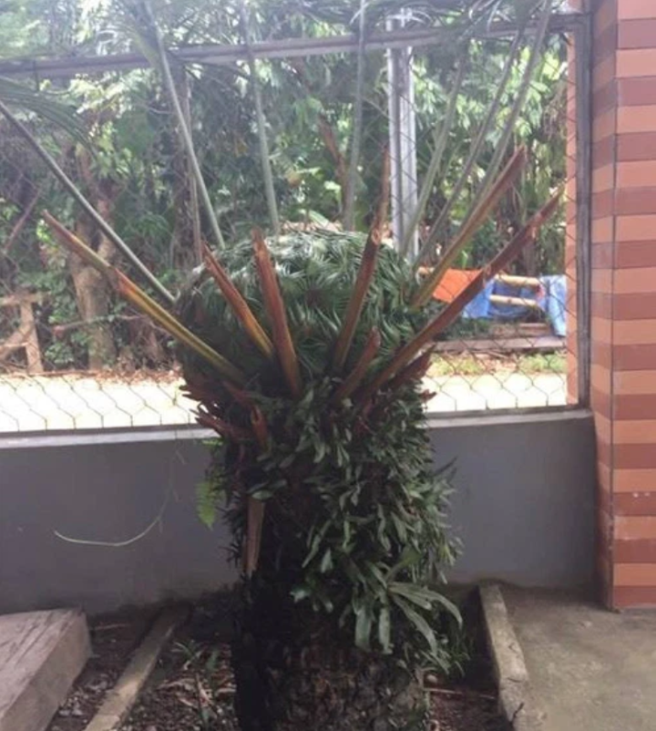 Loài cây kỳ dị khiến dân mạng thi nhau đoán: ‘cây ăn thịt người’, ‘cây ác quỷ’ - 2