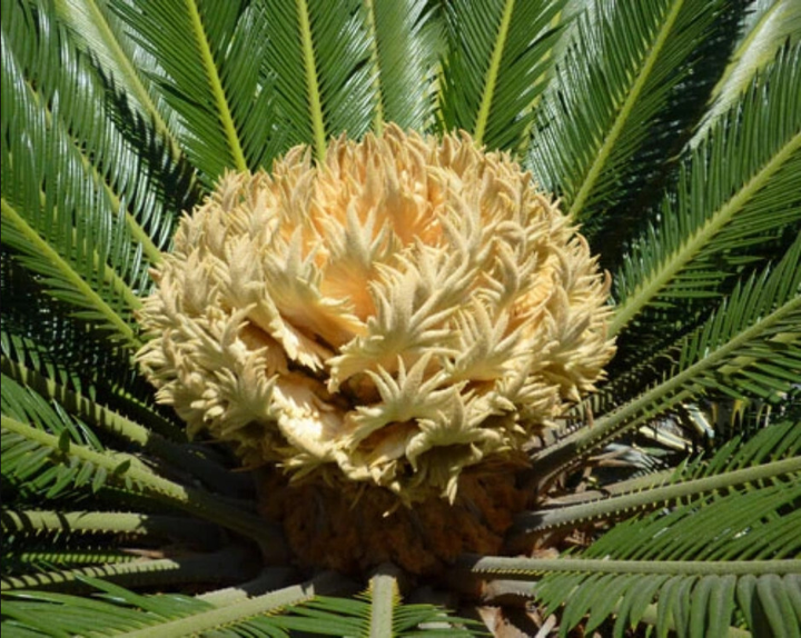 Loài cây kỳ dị khiến dân mạng thi nhau đoán: ‘cây ăn thịt người’, ‘cây ác quỷ’ - 3