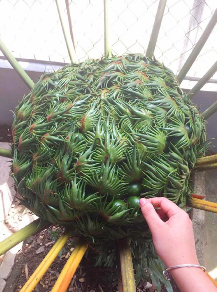 Loài cây kỳ dị khiến dân mạng thi nhau đoán: ‘cây ăn thịt người’, ‘cây ác quỷ’ - 1