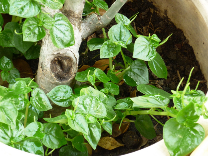 5 loại rau lạ có giá đắt hơn cả thịt cá ở Việt Nam, muốn ăn không phải chuyện dễ - 4