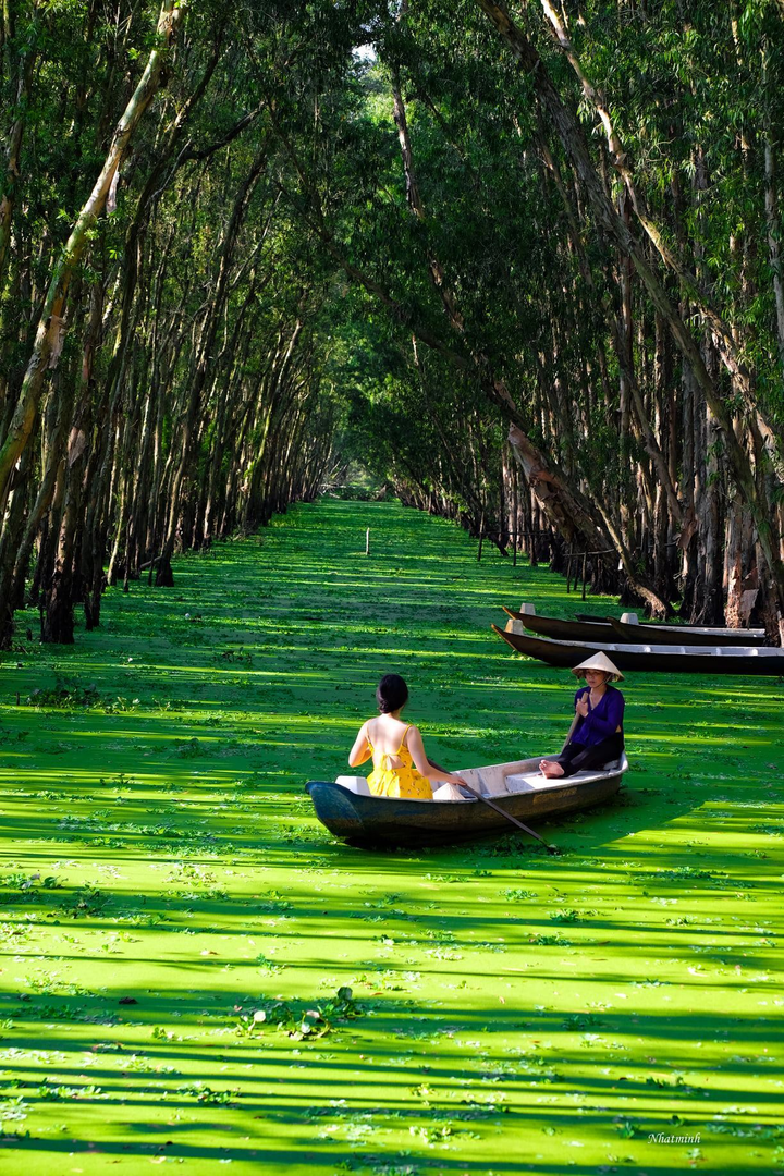 Cánh rừng từng nhận 2 kỷ lục Việt Nam đẹp mướt mát sắc xanh mùa nước nổi - 5
