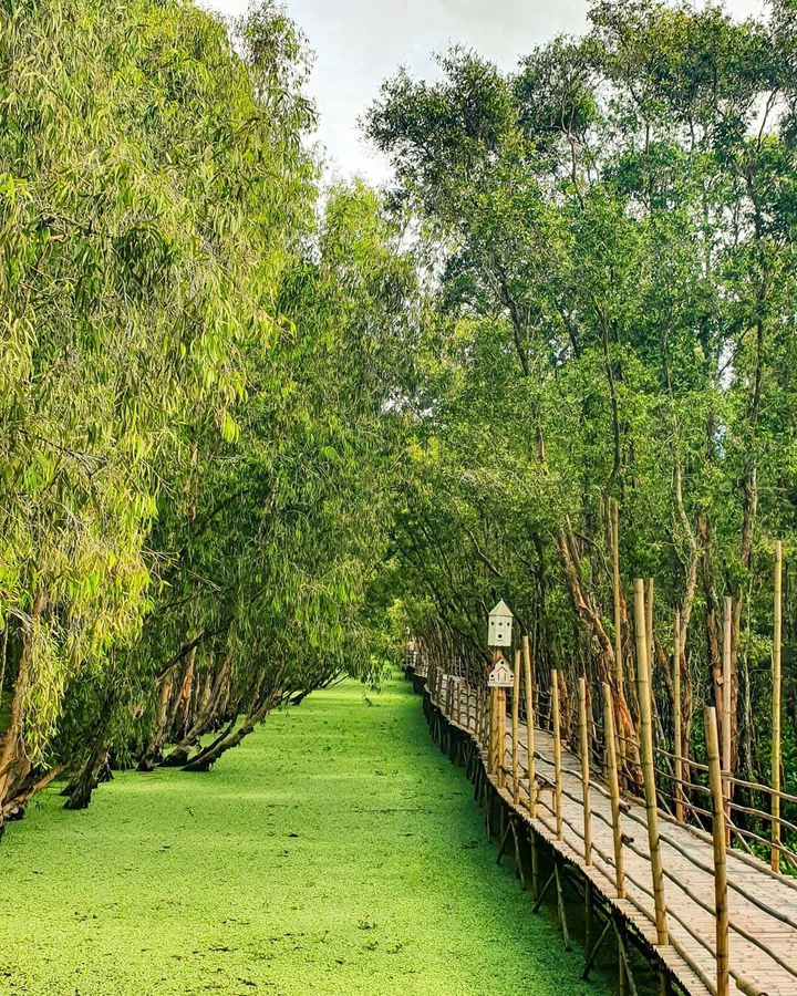 Cánh rừng từng nhận 2 kỷ lục Việt Nam đẹp mướt mát sắc xanh mùa nước nổi - 9