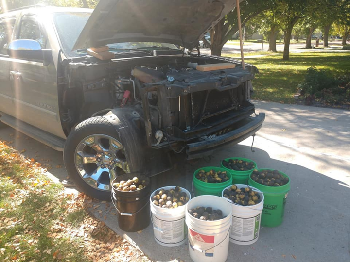 Lâu không chạy, khổ chủ tá hỏa phát hiện cả xe bị lấp đầy bởi 147kg quả óc chó - 5