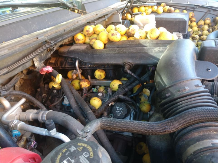 Lâu không chạy, khổ chủ tá hỏa phát hiện cả xe bị lấp đầy bởi 147kg quả óc chó - 3