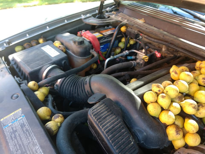 Lâu không chạy, khổ chủ tá hỏa phát hiện cả xe bị lấp đầy bởi 147kg quả óc chó - 4