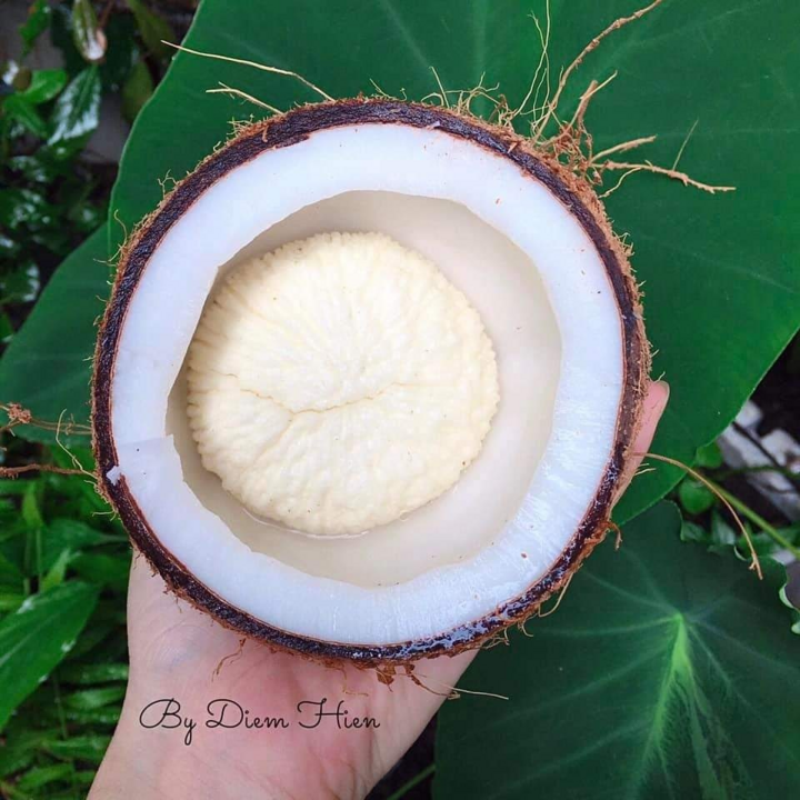 Phần này của quả dừa có giá 300.000 đồng/kg nhưng không phải lúc nào cũng có sẵn - 4