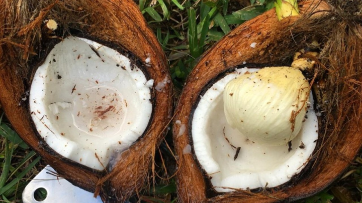 Phần này của quả dừa có giá 300.000 đồng/kg nhưng không phải lúc nào cũng có sẵn - 2
