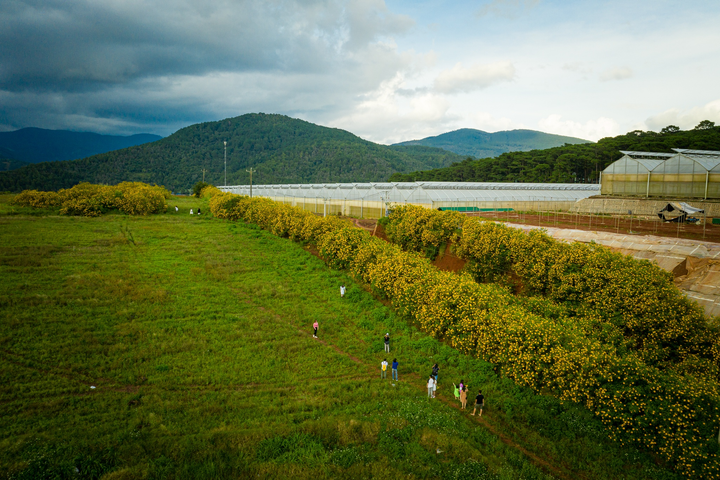 Ảnh: Hoa dã quỳ nở rộ, Đà Lạt thành chốn thần tiên - 19