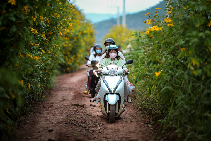 Ảnh: Hoa dã quỳ nở rộ, Đà Lạt thành chốn thần tiên - 15