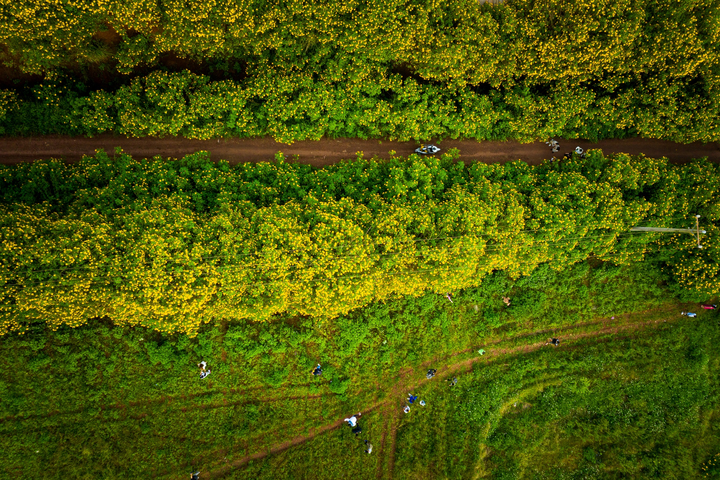 Ảnh: Hoa dã quỳ nở rộ, Đà Lạt thành chốn thần tiên - 23