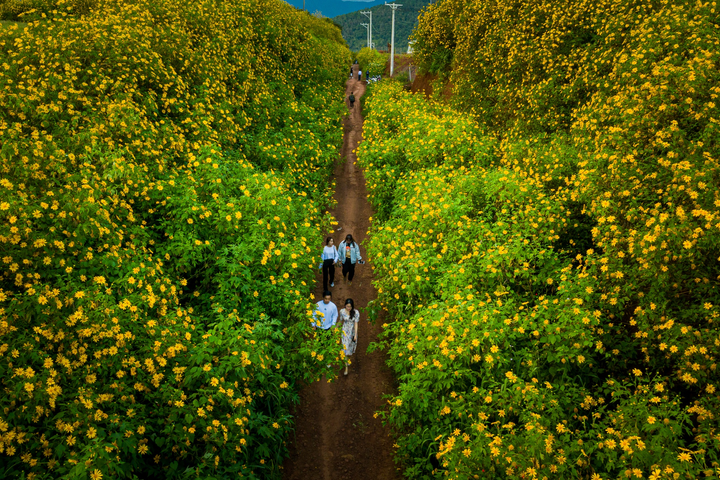 Ảnh: Hoa dã quỳ nở rộ, Đà Lạt thành chốn thần tiên - 12