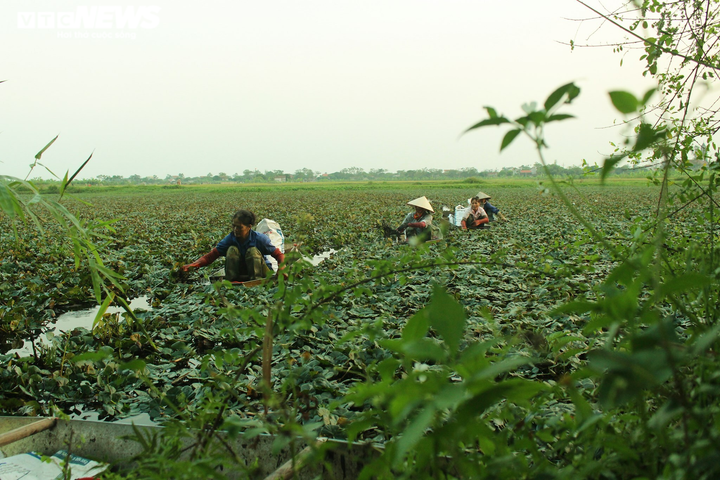 Ảnh: Nông dân Hưng Yên chèo thuyền thu hoạch củ ấu từ sáng sớm - 10