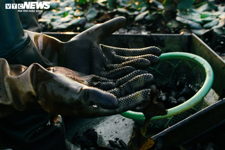 Ảnh: Nông dân Hưng Yên chèo thuyền thu hoạch củ ấu từ sáng sớm - 11