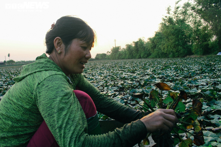 Ảnh: Nông dân Hưng Yên chèo thuyền thu hoạch củ ấu từ sáng sớm - 12