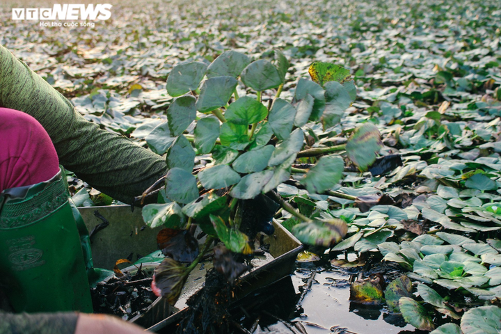 Ảnh: Nông dân Hưng Yên chèo thuyền thu hoạch củ ấu từ sáng sớm - 13
