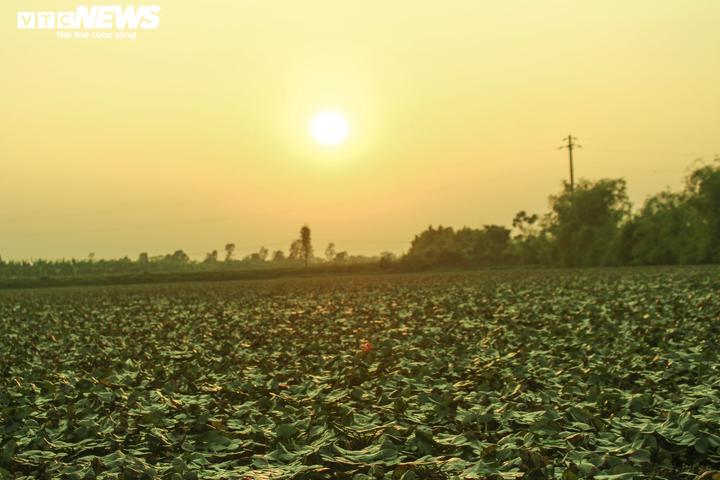 Ảnh: Nông dân Hưng Yên chèo thuyền thu hoạch củ ấu từ sáng sớm - 15