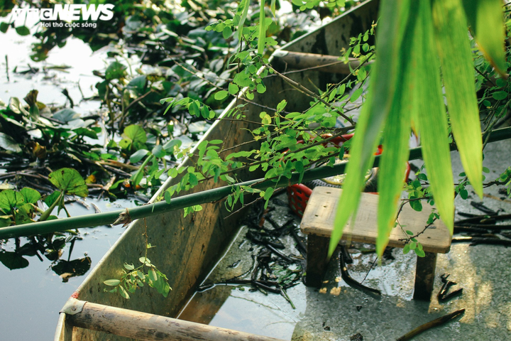 Ảnh: Nông dân Hưng Yên chèo thuyền thu hoạch củ ấu từ sáng sớm - 3