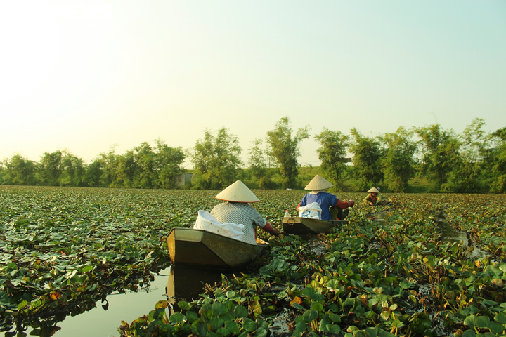 Ảnh: Nông dân Hưng Yên chèo thuyền thu hoạch củ ấu từ sáng sớm - 4