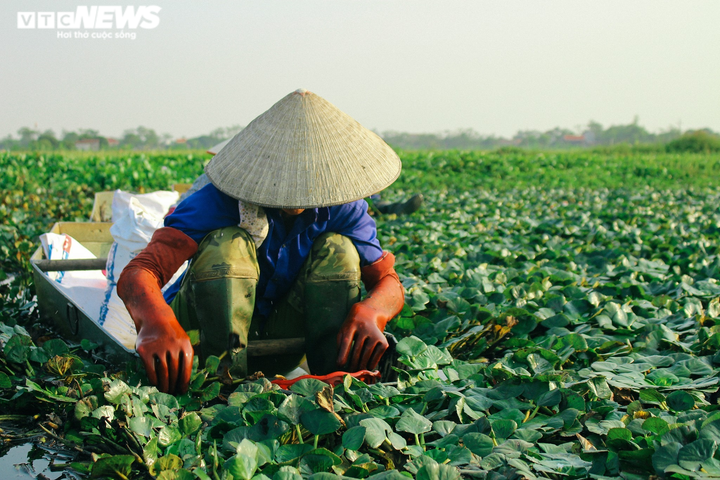 Ảnh: Nông dân Hưng Yên chèo thuyền thu hoạch củ ấu từ sáng sớm - 5