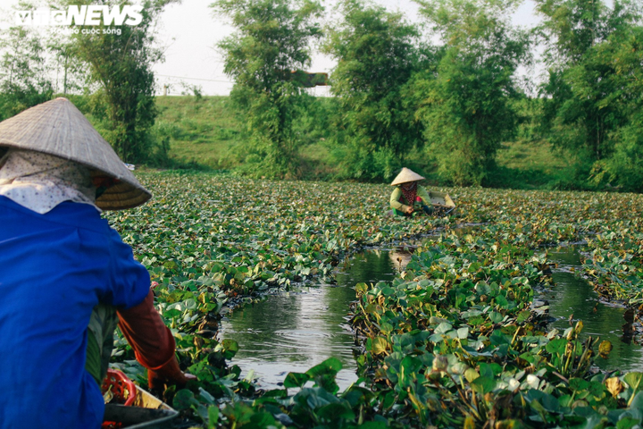 Ảnh: Nông dân Hưng Yên chèo thuyền thu hoạch củ ấu từ sáng sớm - 6