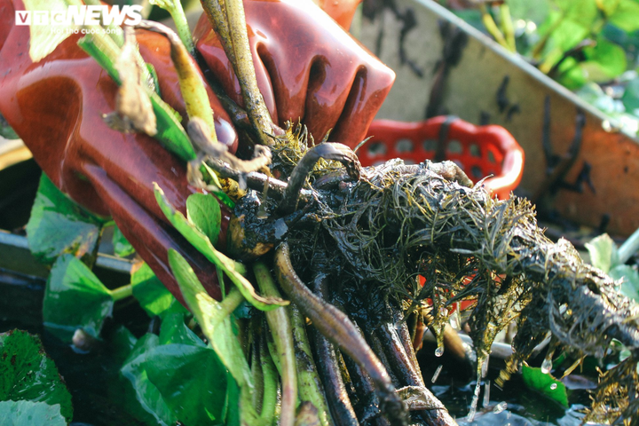 Ảnh: Nông dân Hưng Yên chèo thuyền thu hoạch củ ấu từ sáng sớm - 7