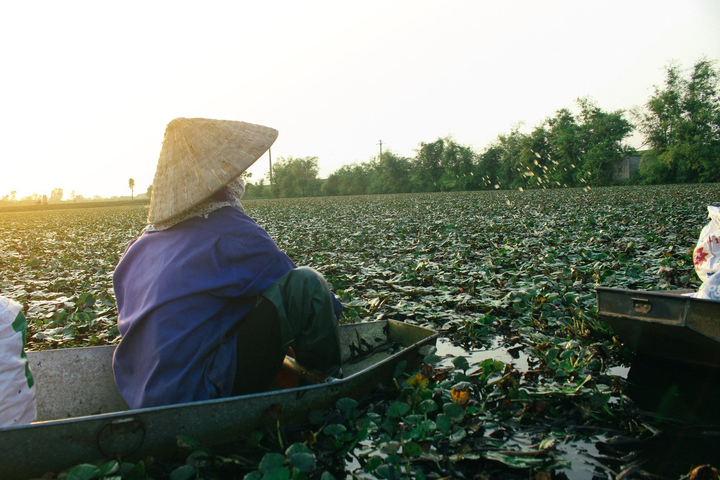 Ảnh: Nông dân Hưng Yên chèo thuyền thu hoạch củ ấu từ sáng sớm - 8