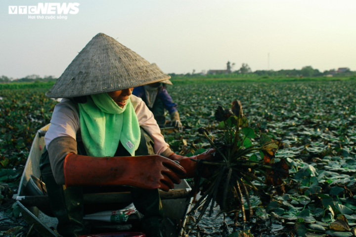 Ảnh: Nông dân Hưng Yên chèo thuyền thu hoạch củ ấu từ sáng sớm - 9