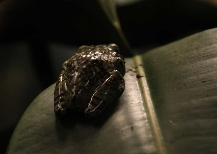 Cảnh thui thủi tội nghiệp của những con vật cô đơn nhất thế giới - 3