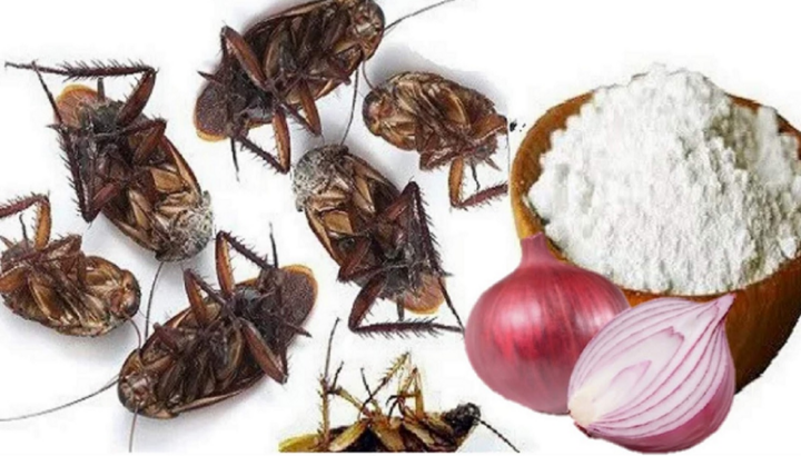 Cách đuổi gián bằng hành tây - Bí quyết tự nhiên và hiệu quả tại nhà