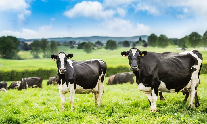 Nutifood hợp tác độc quyền đưa 100% sữa New Zealand Bò ăn cỏ tự nhiên về nước - 1