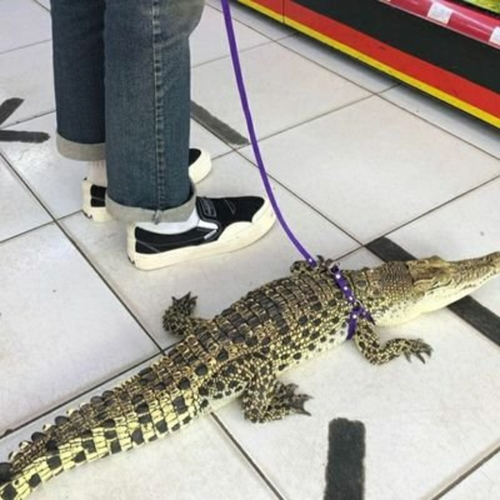 Hết hồn trước sở thích nuôi thú cưng kỳ lạ của hội người 'gan dạ' nhất hành tinh - 1