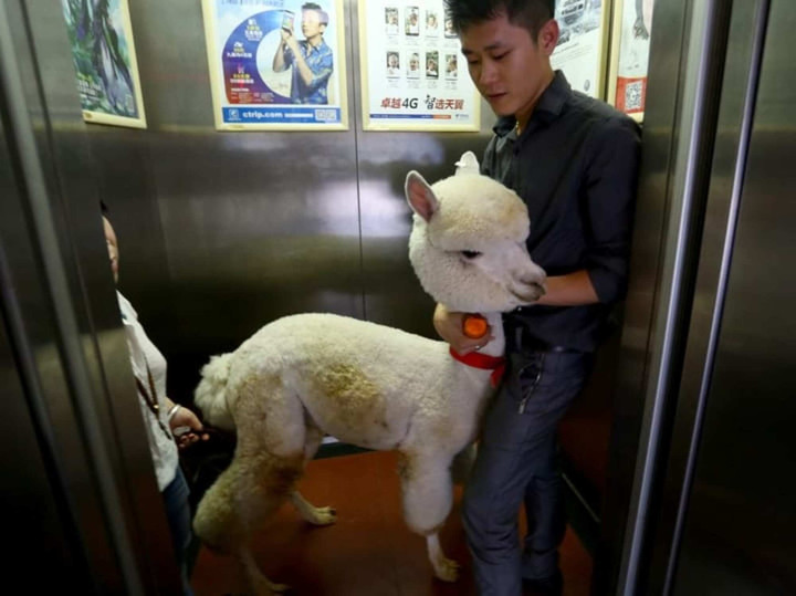 Hết hồn trước sở thích nuôi thú cưng kỳ lạ của hội người 'gan dạ' nhất hành tinh - 4