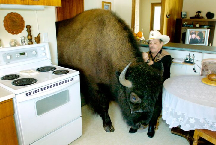 Hết hồn trước sở thích nuôi thú cưng kỳ lạ của hội người 'gan dạ' nhất hành tinh - 5