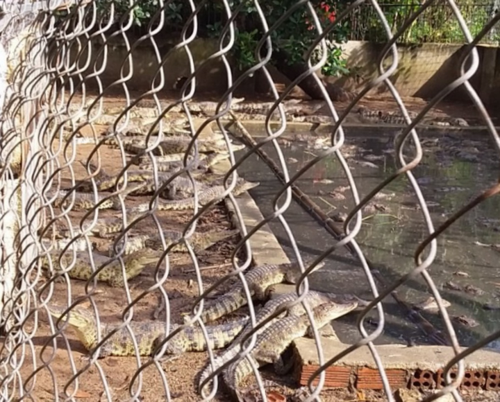 Cá sấu xổng ra kênh thuỷ lợi ở Vũng Tàu: Gia đình tự ý nuôi, chưa có giấy phép - 1