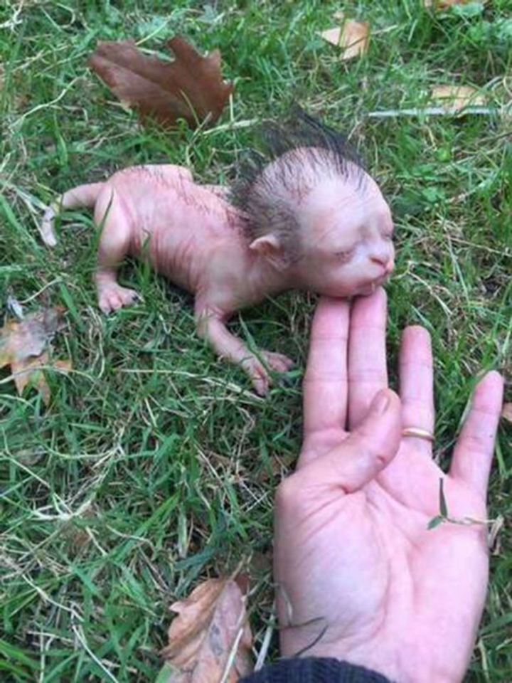 Con vật kỳ quái 'thân mèo đầu người' từng gây xôn xao MXH và sự thật đằng sau - 4