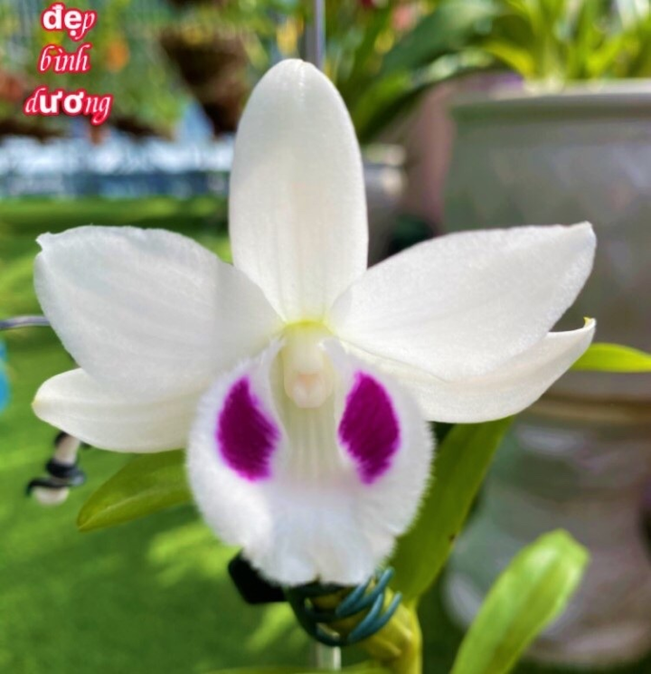 Cô giáo mê lan và hành trình xây dựng thương hiệu nhà vườn Linh Hạnh - 2