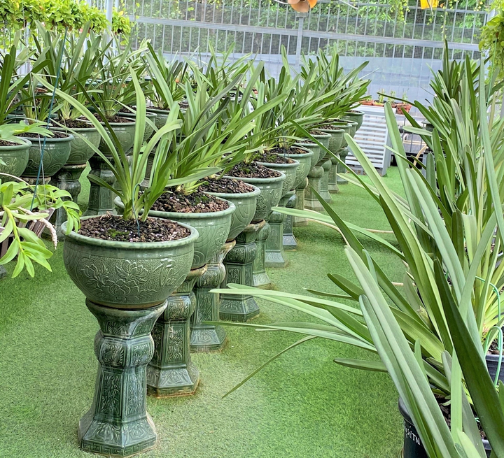 Cô giáo mê lan và hành trình xây dựng thương hiệu nhà vườn Linh Hạnh - 5