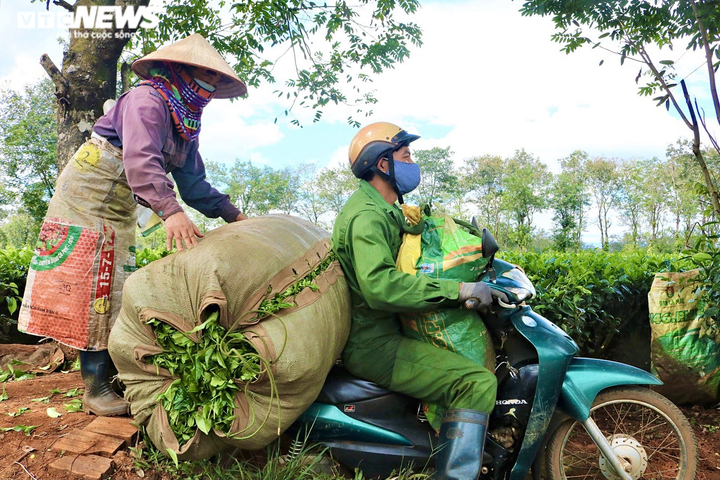 Ảnh: Người dân tất bật thu hoạch chè trên nông trường trăm tuổi ở phố núi - 10