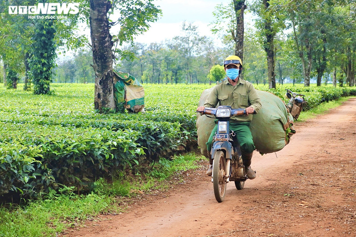 Ảnh: Người dân tất bật thu hoạch chè trên nông trường trăm tuổi ở phố núi - 11