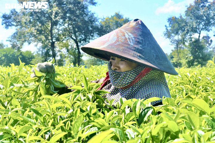 Ảnh: Người dân tất bật thu hoạch chè trên nông trường trăm tuổi ở phố núi - 4