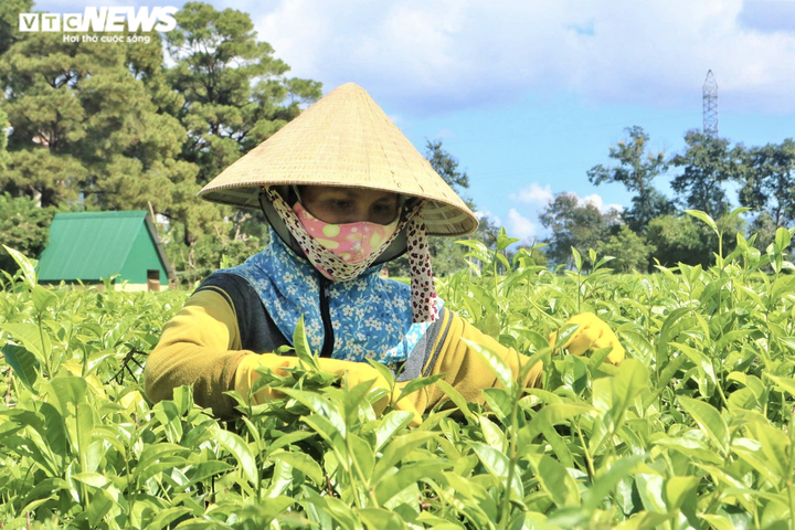 Ảnh: Người dân tất bật thu hoạch chè trên nông trường trăm tuổi ở phố núi - 5