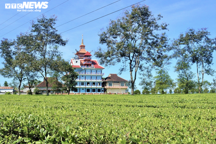 Ảnh: Người dân tất bật thu hoạch chè trên nông trường trăm tuổi ở phố núi - 1