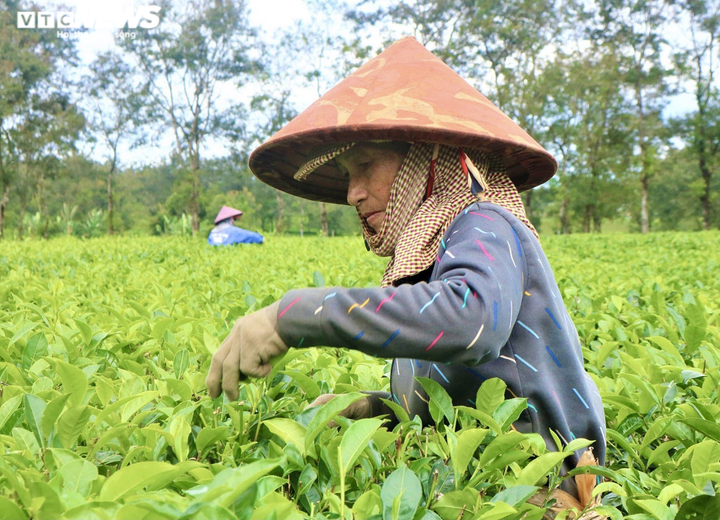 Ảnh: Người dân tất bật thu hoạch chè trên nông trường trăm tuổi ở phố núi - 6