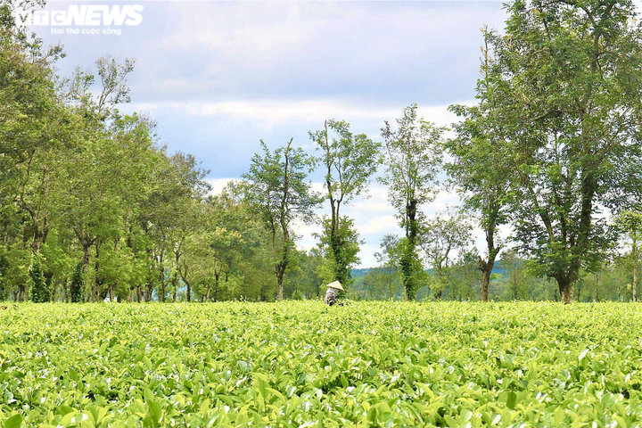 Ảnh: Người dân tất bật thu hoạch chè trên nông trường trăm tuổi ở phố núi - 2