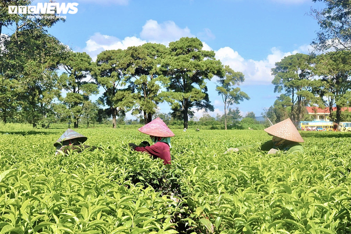 Ảnh: Người dân tất bật thu hoạch chè trên nông trường trăm tuổi ở phố núi - 3