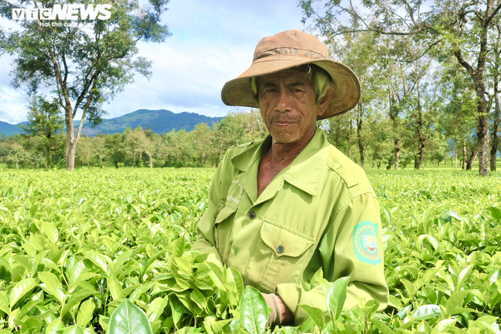 Ảnh: Người dân tất bật thu hoạch chè trên nông trường trăm tuổi ở phố núi - 7