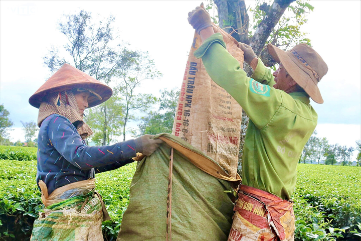 Ảnh: Người dân tất bật thu hoạch chè trên nông trường trăm tuổi ở phố núi - 9