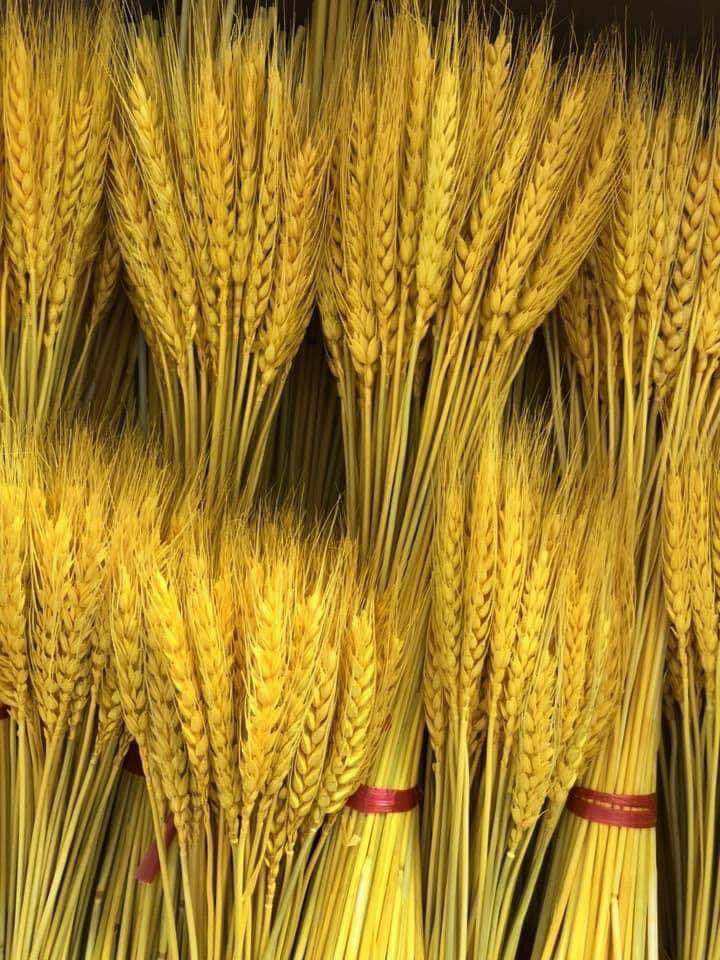 Bông lúa mạch vàng ruộm bỗng dưng phát 'sốt' vì nhiều người săn lùng - 2